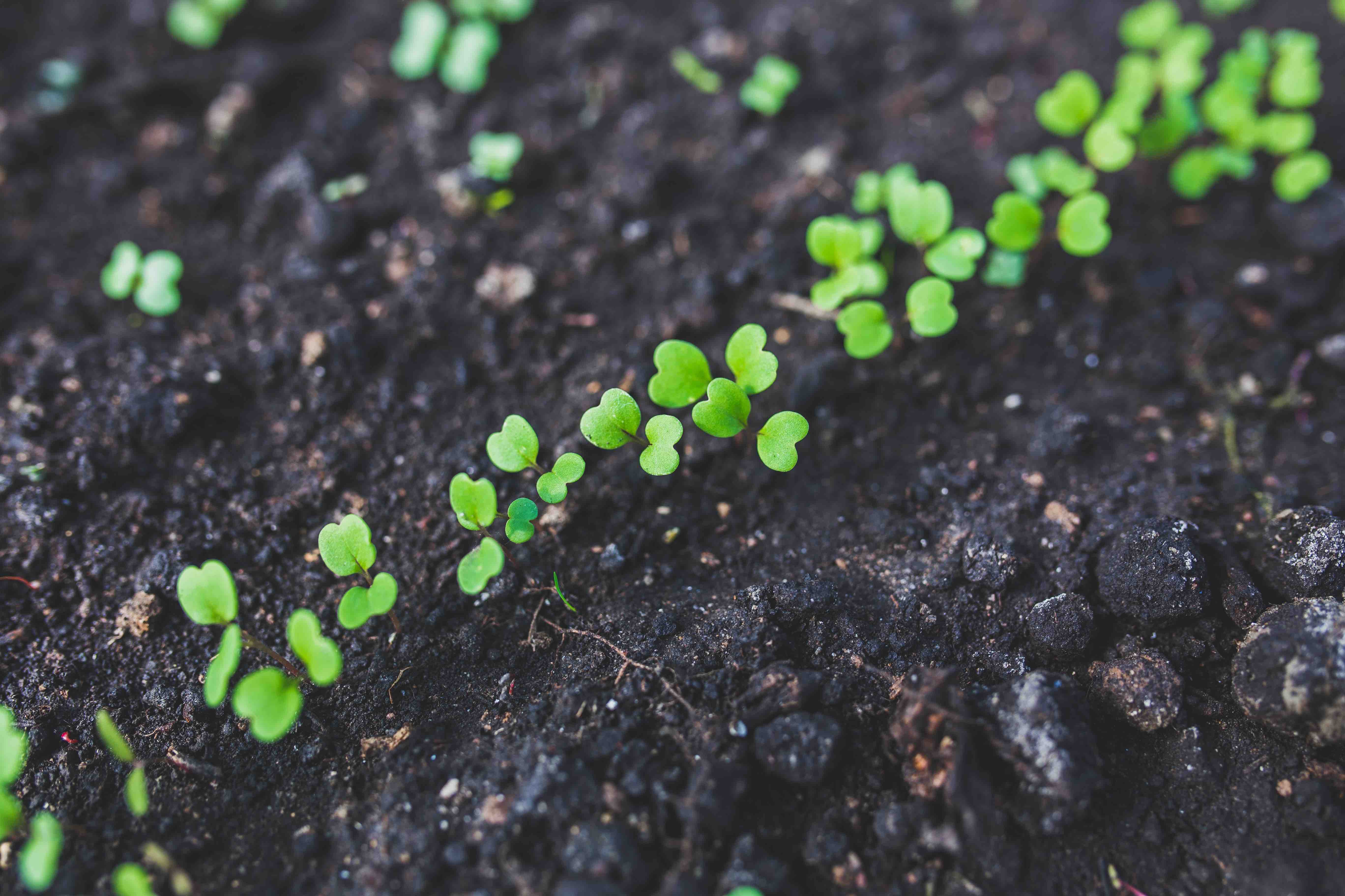 A picture of green seedlings on soil
