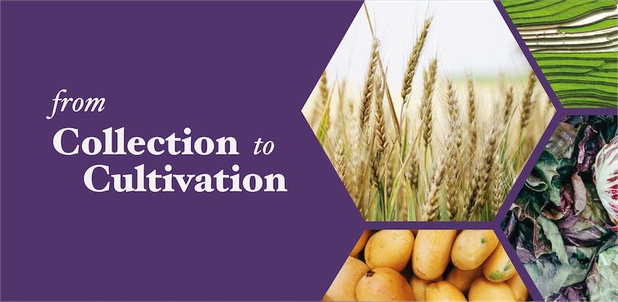 From Collection to Cultivation Title Image