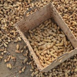 Peanuts in the shell, drying in and around a basket