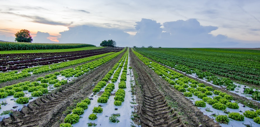 A field of lettuce next to a cornfield