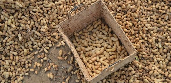 Peanuts in the shell, drying in and around a basket Peanuts in the shell, drying in and around a basket